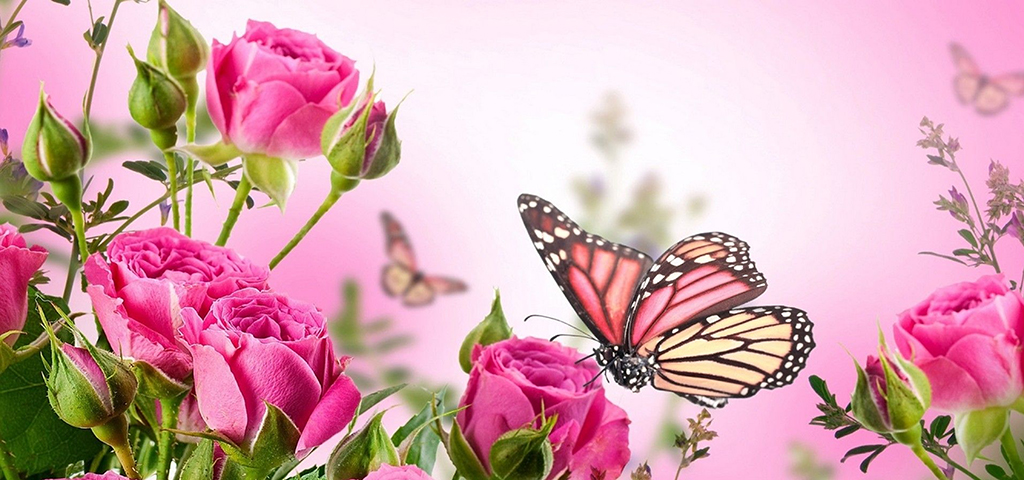 PK Rose Butterfly PROOF